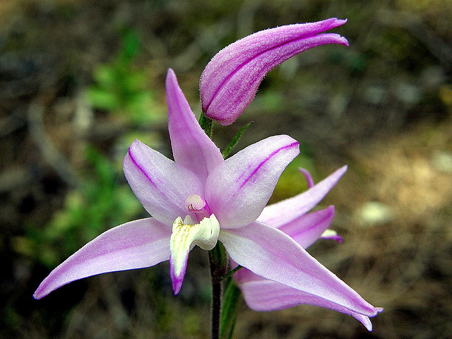 Céphalanthère rouge