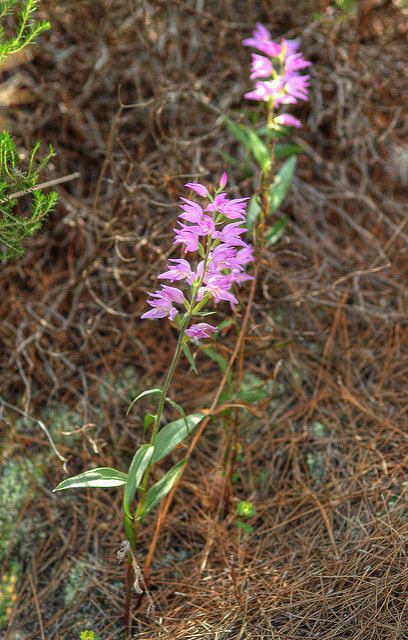 Céphalanthère rouge