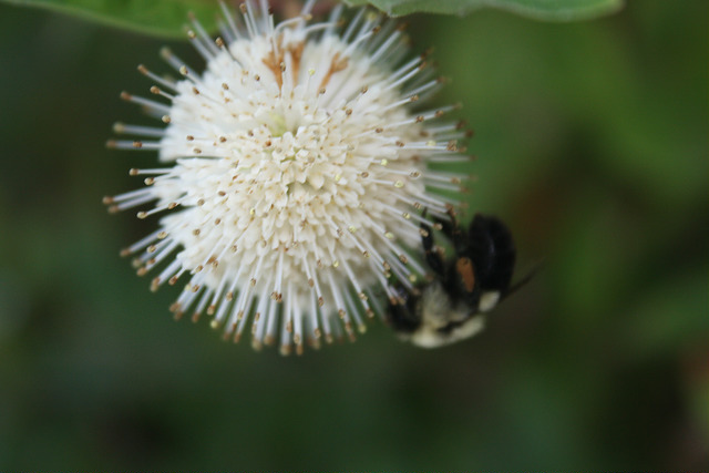 Cephalanthe occidental (Cephalanthus occidentalis)