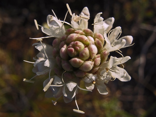 Céphalaire blanche