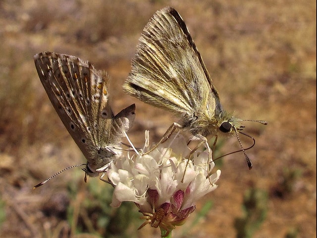 Céphalaire blanche
