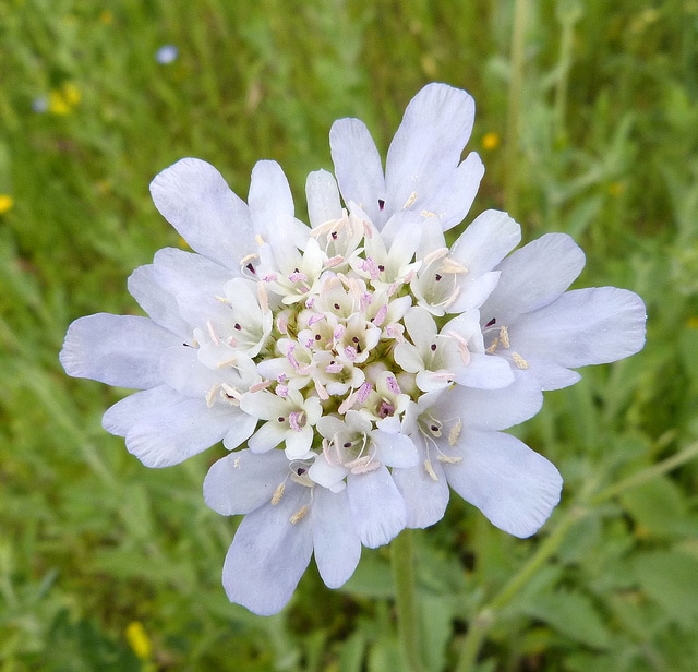 Céphalaire blanche (Cephalaria leucantha)