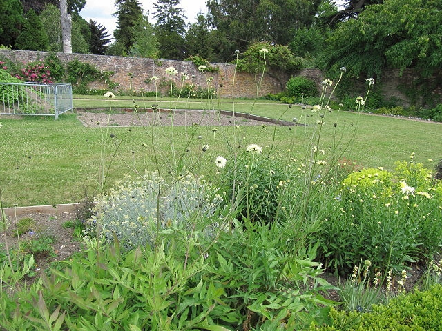Cephalaria radiata (Cephalaria radiata)