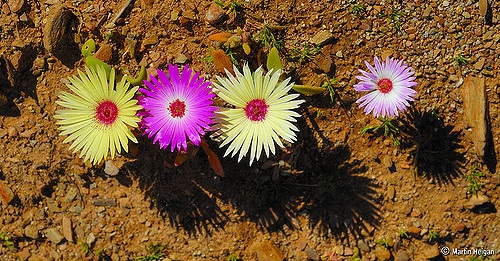 Cephalophyllum tricolorum