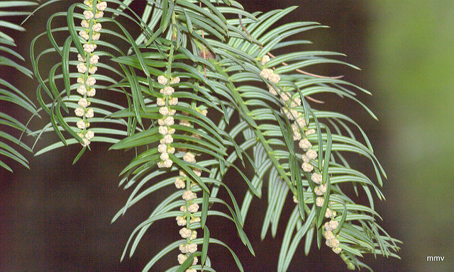 If à prunes (Cephalotaxus fortunei)