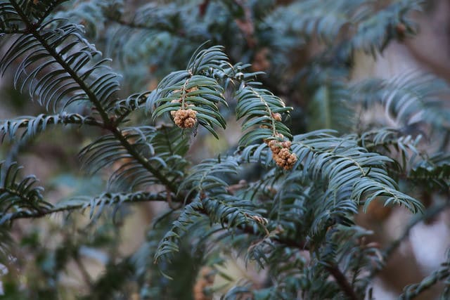 Cephalotaxus harringtonia