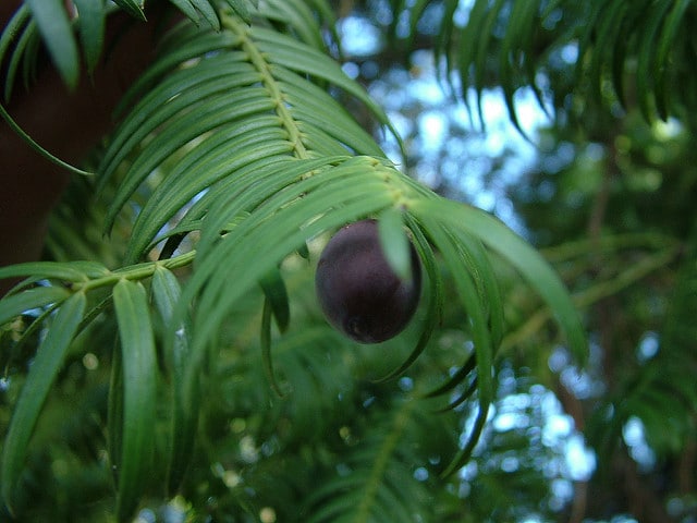 Cephalotaxus harringtonia