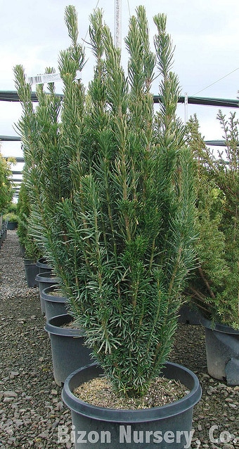 Cephalotaxus harringtonia