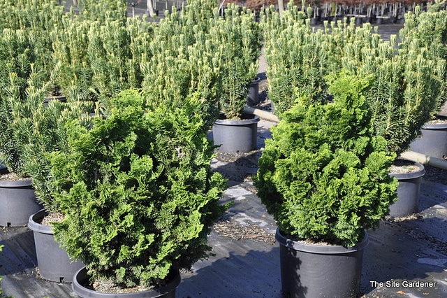 Cephalotaxus harringtonia