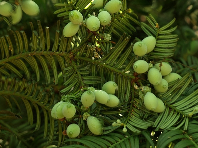 Cephalotaxus harringtonia