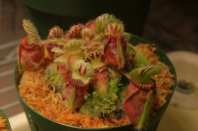 Cephalotus follicularis