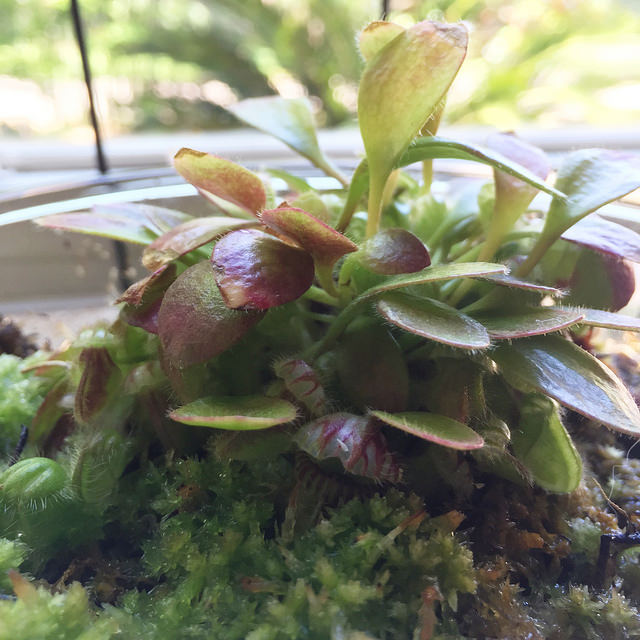 Cephalotus follicularis