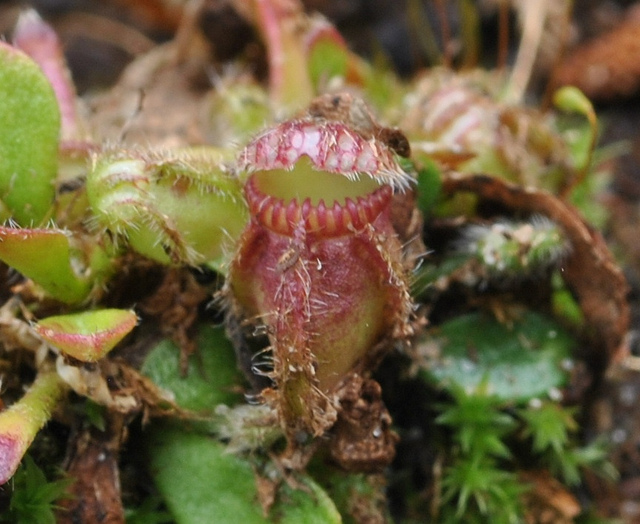 Cephalotus follicularis