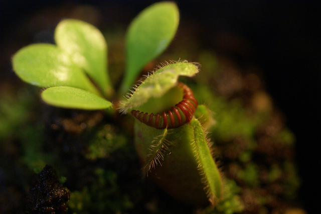 Cephalotus follicularis (Cephalotus follicularis)