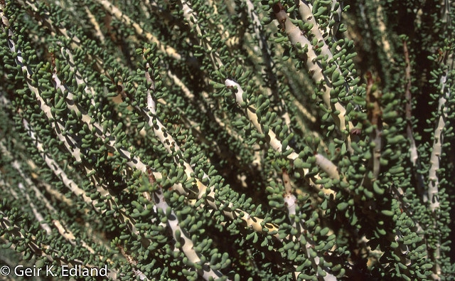 Ceraria namaquensis