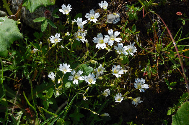 Céraiste des alpes (Cerastium alpinum)