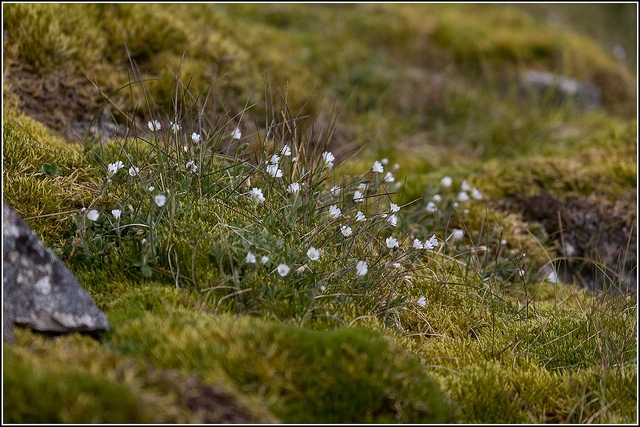 Cerastium arcticum (Cerastium arcticum)