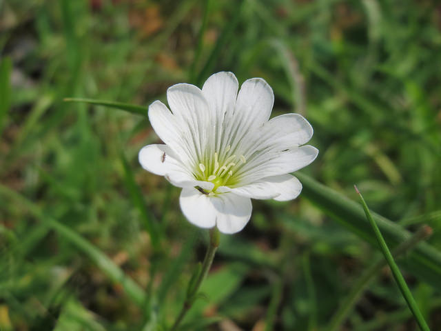 Céraiste des champs
