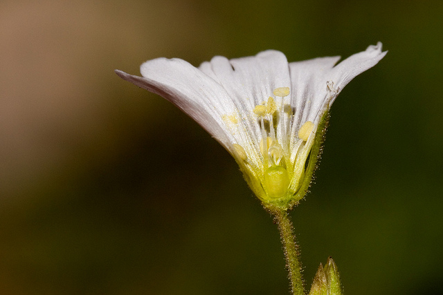 Céraiste des champs (Cerastium arvense)