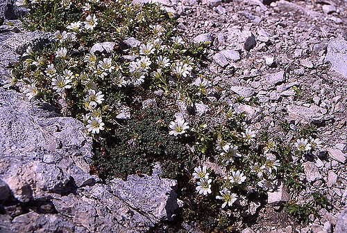 Céraiste à trois styles (Cerastium cerastoides)