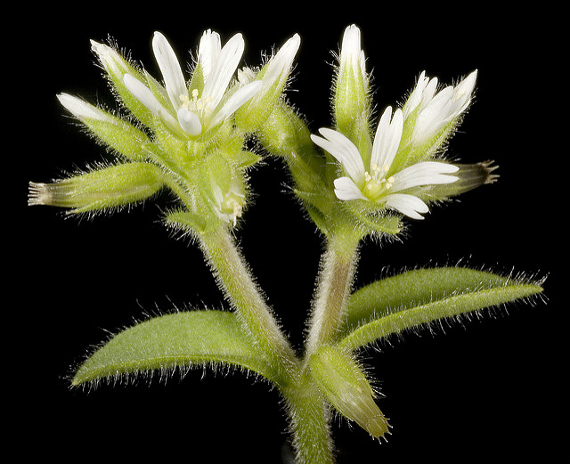 Céraiste aggloméré (Cerastium glomeratum)