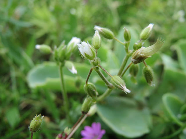 Céraiste des sables