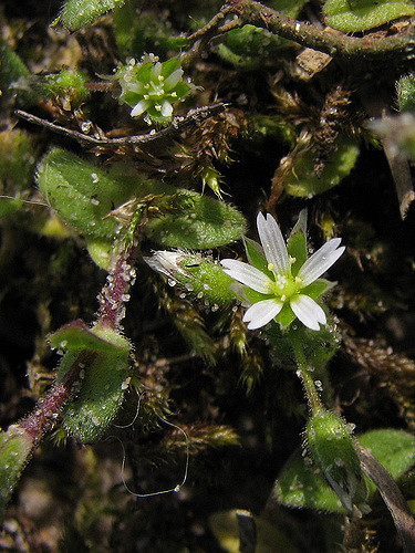 Céraiste des sables
