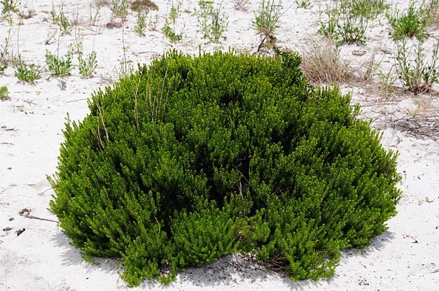 Ceratiola ericoides (Ceratiola ericoides)