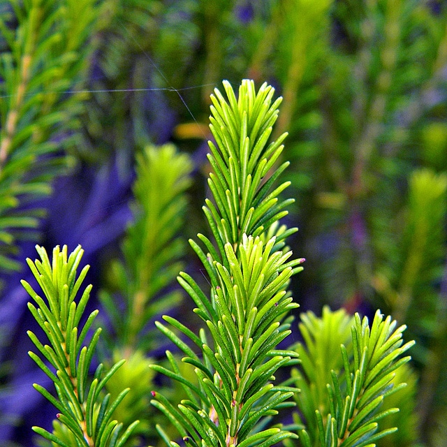 Ceratiola ericoides