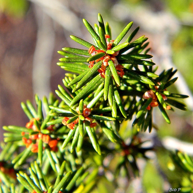 Ceratiola ericoides
