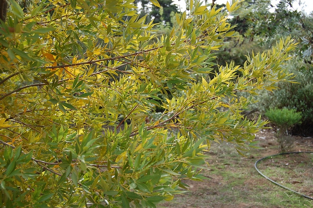 Ceratopetalum gummiferum