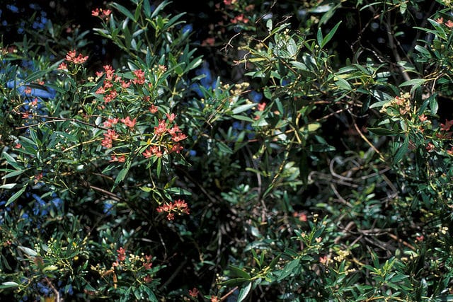 Ceratopetalum gummiferum
