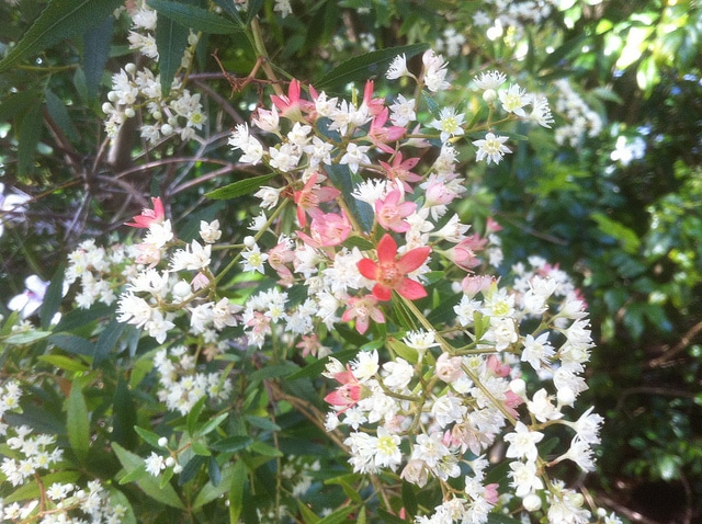 Ceratopetalum gummiferum