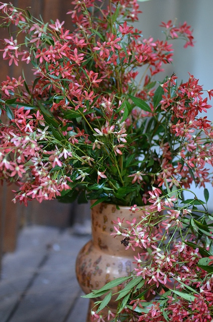Ceratopetalum gummiferum