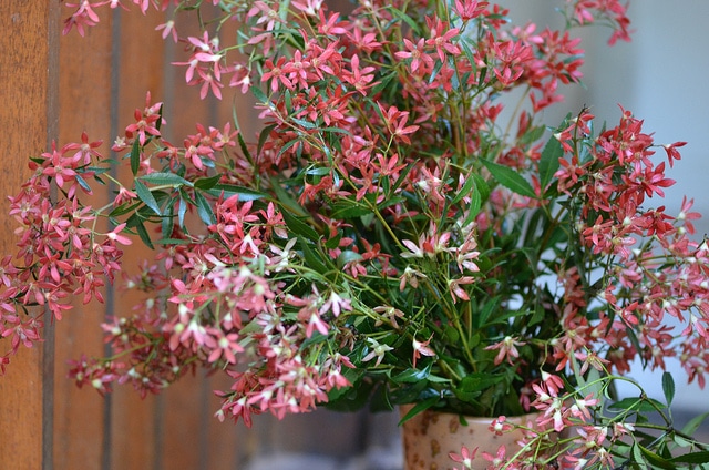 Ceratopetalum gummiferum (Ceratopetalum gummiferum)