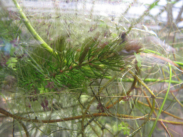 Cornifle immergé