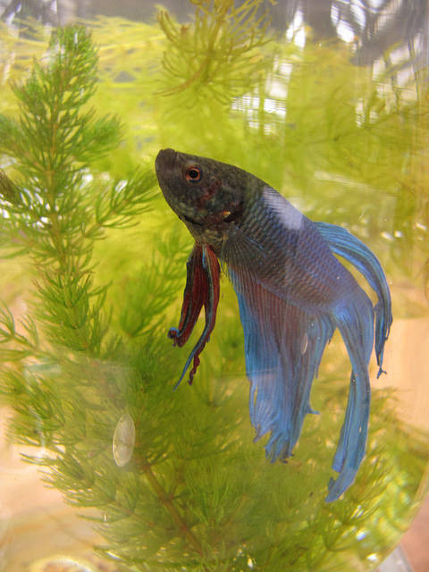 Cornifle immergé