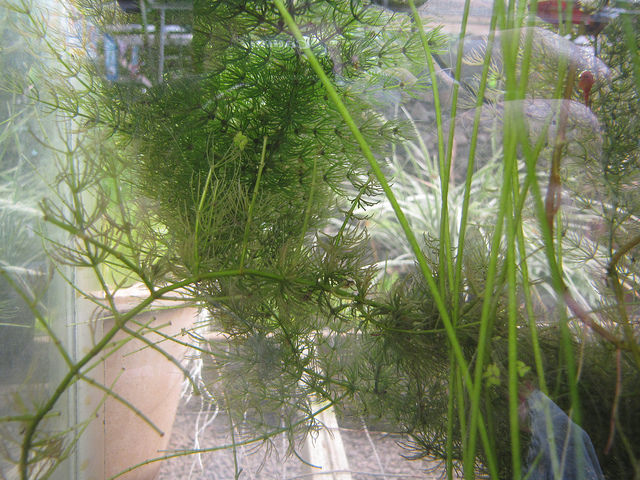 Cornifle immergé