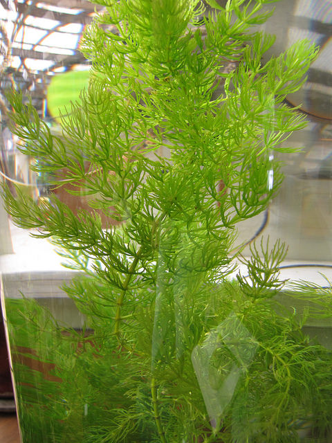 Cornifle immergé