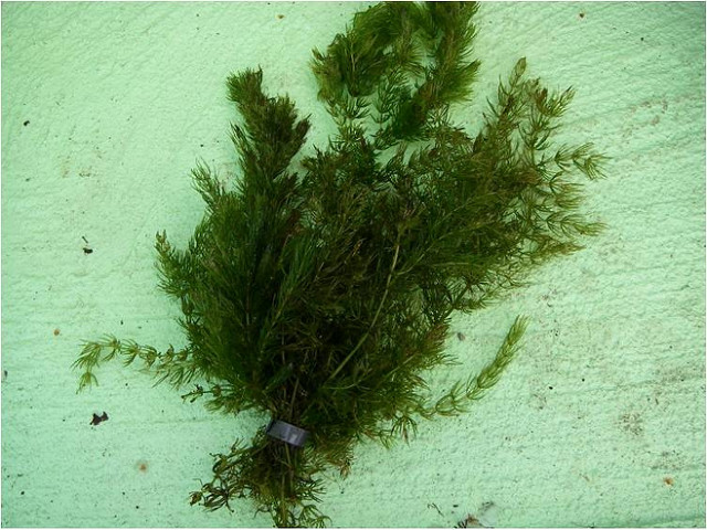 Cornifle immergé (Ceratophyllum demersum)