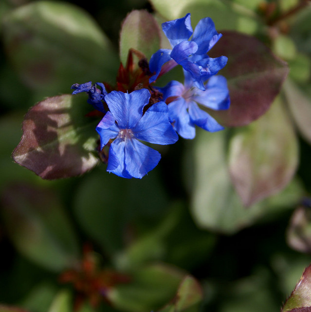 Cératostigma