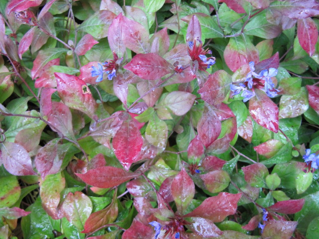 Cératostigma
