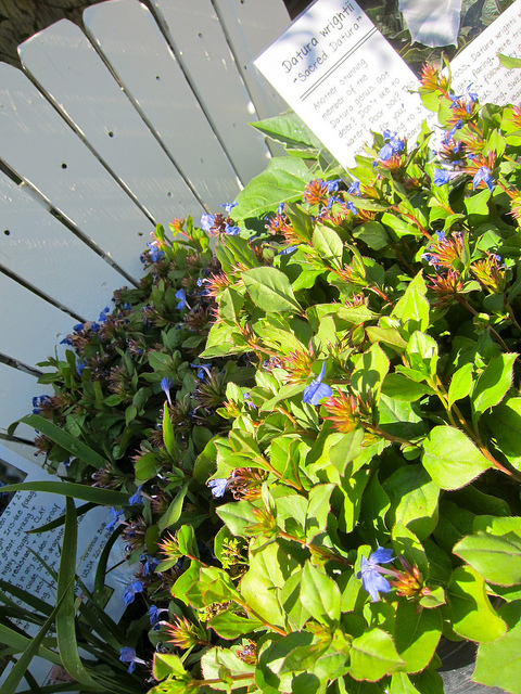 Cératostigma