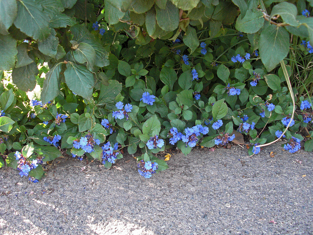 Cératostigma