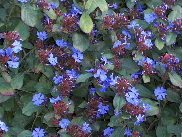 Cératostigma (Ceratostigma plumbaginoides)