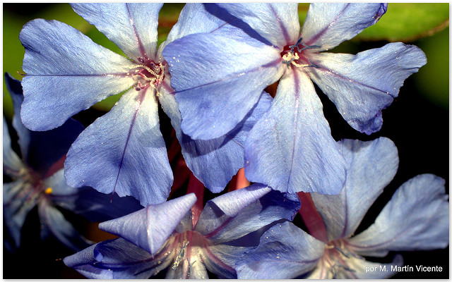 Plumbago de willmott
