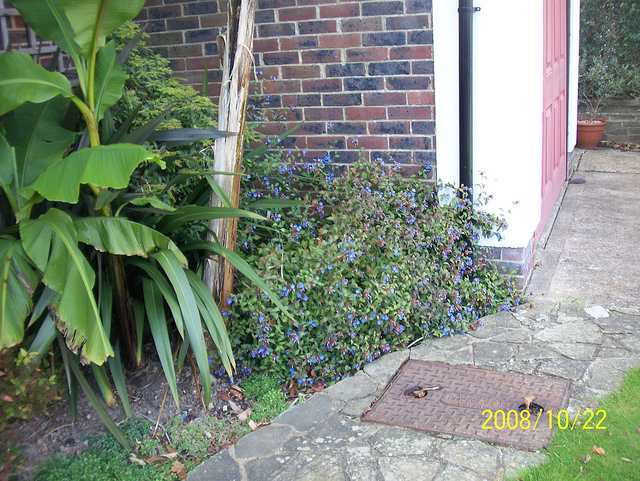 Plumbago de willmott