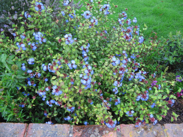 Plumbago de willmott