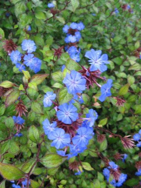 Plumbago de willmott