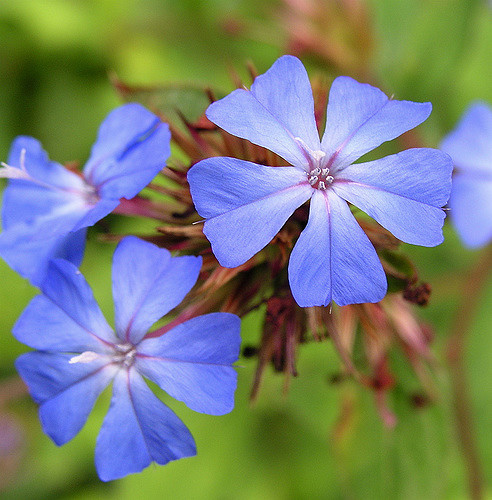 Plumbago de willmott